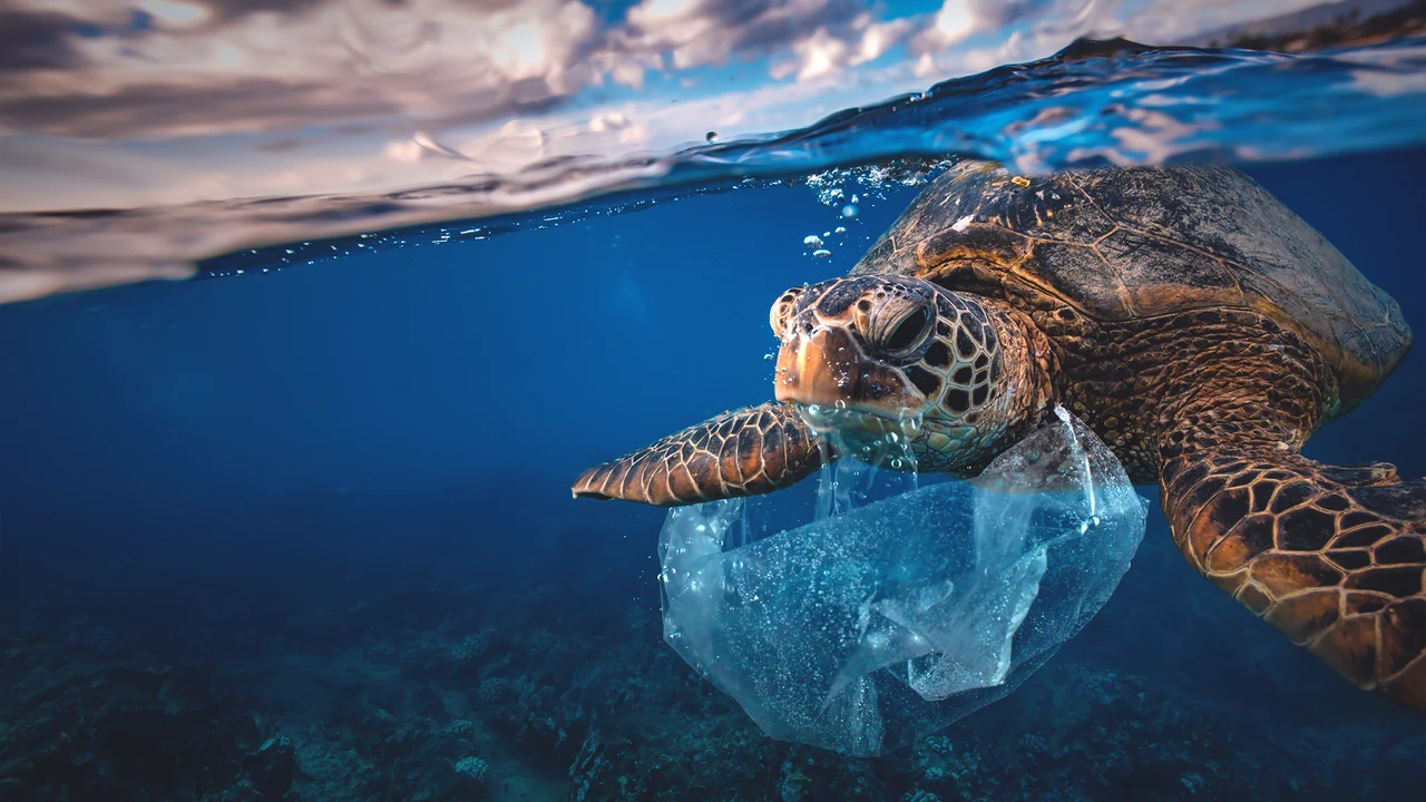 Sea turtle in ocean - join the movement