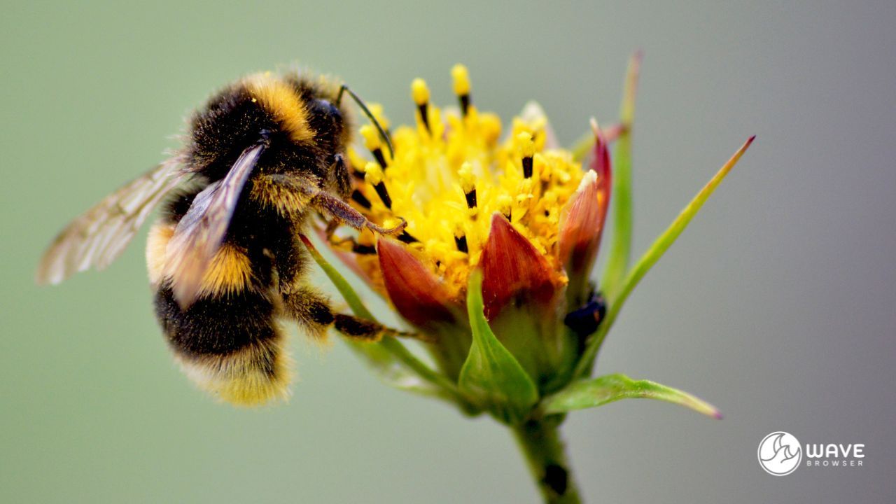 Bee and Pollinator Programs