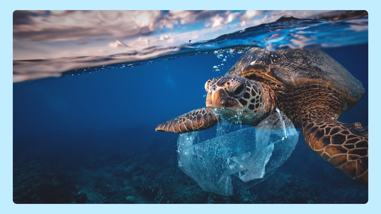 Global Ocean Health
