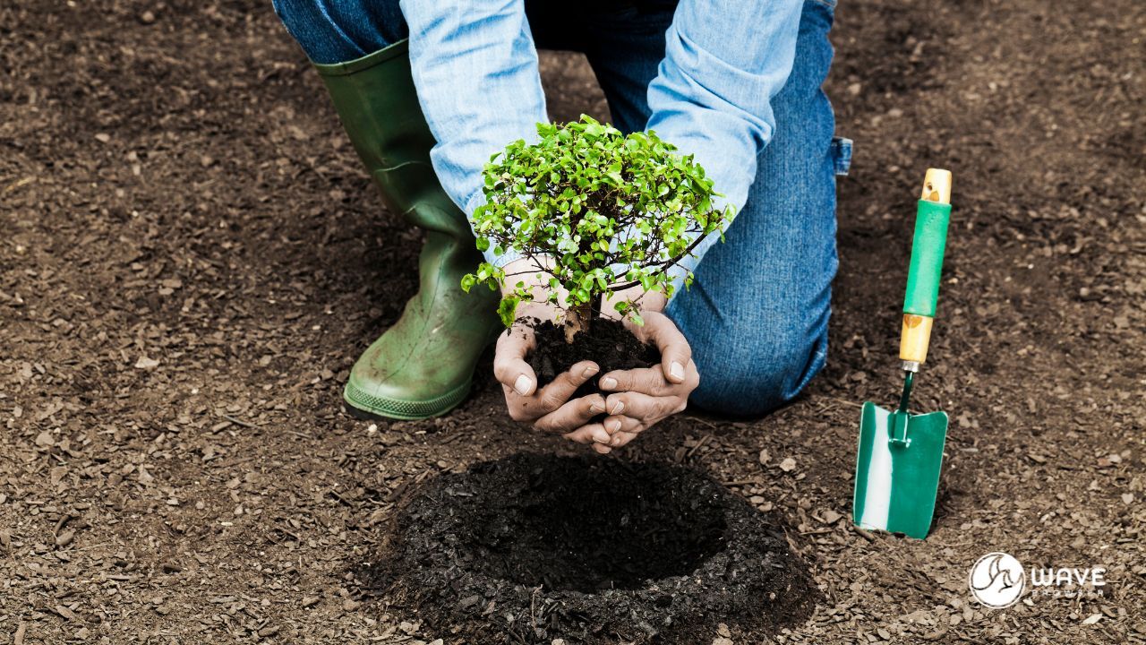 Reforestation Initiatives